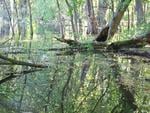 Flooded Trees