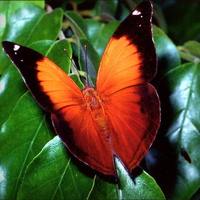 Australian leafwing