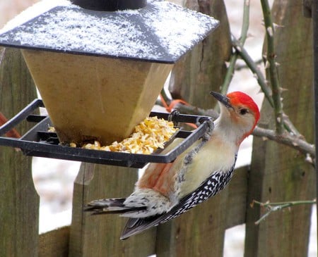 woodpecker - winter, woodpecker, forest, bird