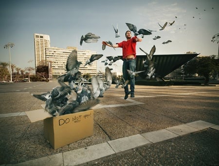 the box - photography art, amasing, birds, man