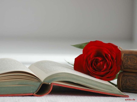 red rose - nice, book, rose, red