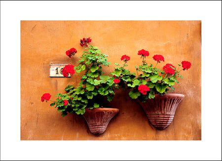 flower pots - red, pots, summer, geranium, flower