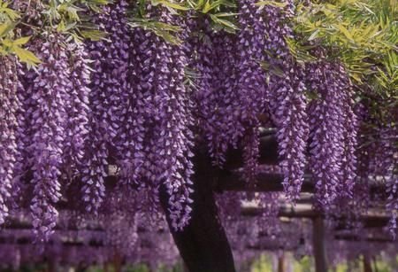 glicinia - flowers, purple, glicinia, curtains, wisteria, tree