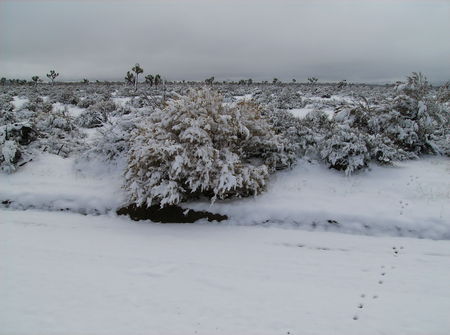 Desert Snow - snow, winter, nature, desert