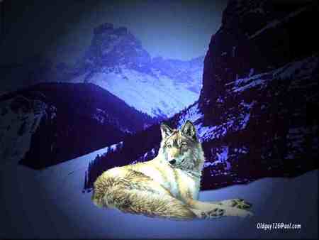 Wolf on top of the Would - colour, wolf, snow, mountains, sky