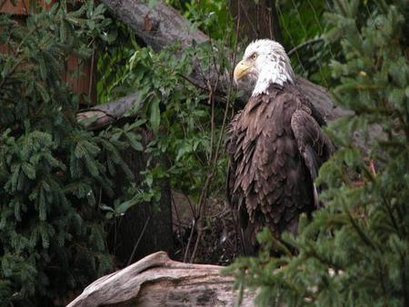 waiting for fame - eagle, bush, green, tree, rock