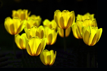 Golden - flowers, glow, tulips, black background, golden