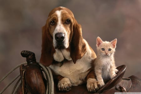 Sweet friends - friend, kitten, pet, cat, puppy, couple, dog