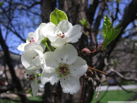 Spring season - nature, tree, flower, spring