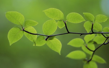 Green Leaf - flowers, nature, green, forest, leaf, tree