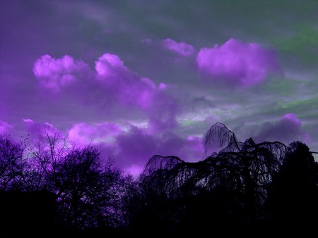 SUNSET IN THE MAGIC FOREST - purple, sunset, forest, clouds