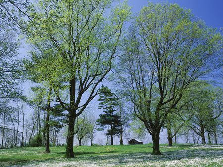 Prepare for winter - house, white, blue, green, field, tree, sky