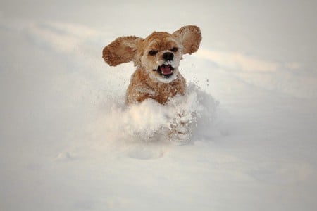 Dog in Snow - picture, in snow, cool, dog