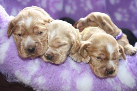 Eyes Just Open - young, purple, eyes, dogs, sleepy, beige