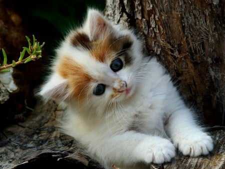 Cute Kitten - cute, picture, kitten, beautiful