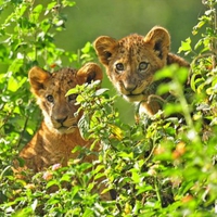 Lion-Cubs