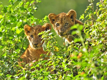 Lion-Cubs - lake-nakuru, cute, picture, kenya, lion-cubs