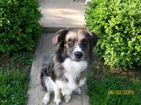 Australian Shepherd - dogs, sitting, yard, bushes