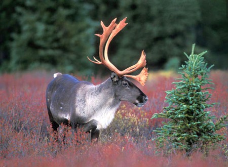 Deer - in pink, cool, picture, deer, grass