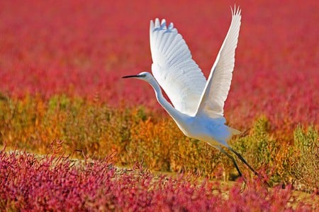 White in Pink - picture, white bird, beautiful, pink grass