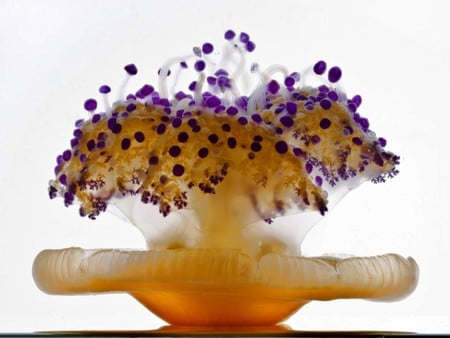 Jellyfish - beautiful, jellyfish, cool, picture