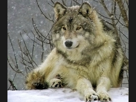 Wolf in Snow - snow, picture, cool, wolf