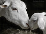 Lamb Kisses