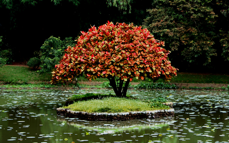 Mystical tree - water, nature, tree, mystical