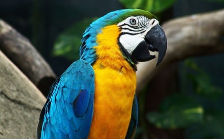 Parrot - parrot, animals, beautiful, colorful, birds