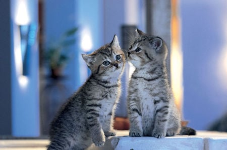 Sweet love - animal, kitten, feline, couple, sweet, cat