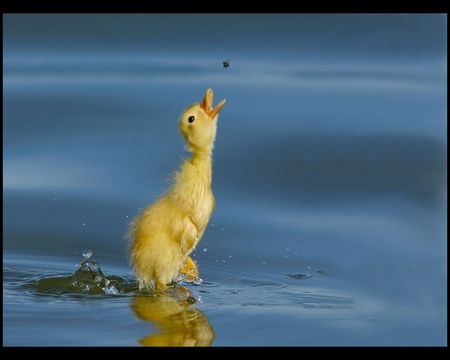 Duck - duck, blue, water, animal, bird