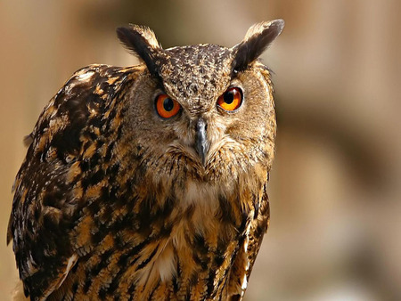 Night Owl - bird, ears, feathers, owl, eyes