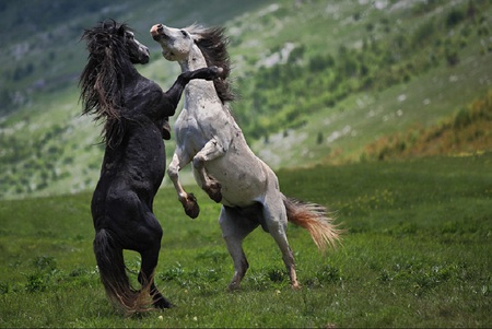 black and white - horses, green, fight, land space, charming