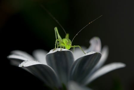 green thing Jumping - black, grasshopper, locust, white, green