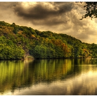 RIVER BANK TREES