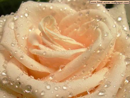 rose - rose, apricot, flower, dew