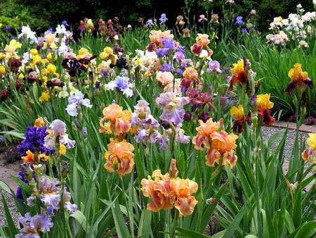 iris garden - colourful, beautiful, iris, garden