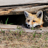 baby fox