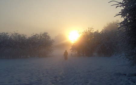 Into the Sun - winter, sunset, nature, beautiful, dog, field, forest, man