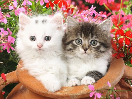 Garden kittens - garden, flower, animal, kitten, cat, feline