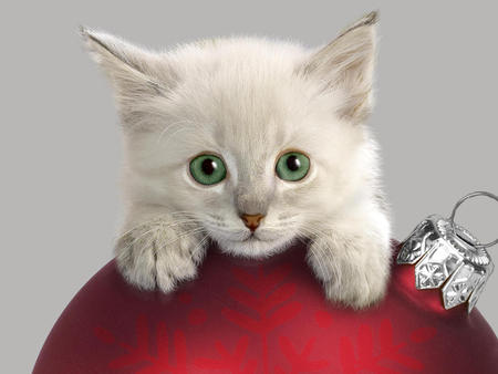 Holiday kitten - christmas, animal, holiday, kitten, feline, ball, cat