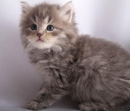 kitty - sweet, pet, cute, gray, kitten