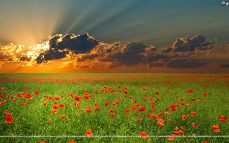 Fields at sunset - nature, sky, cloud, field, sunset, flower