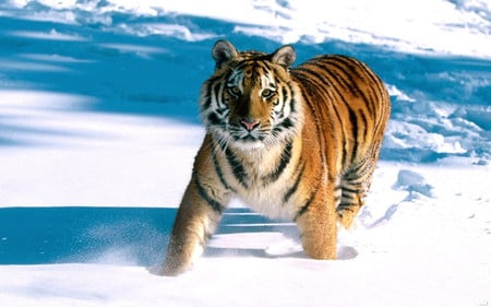 Tiger in snow - wildlife, animal, tiger, feline, snow