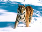 Tiger in snow