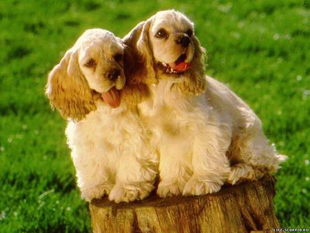 Sweet puppies - animal, cocker spaniel, dog, grass, puppy, couple, sweet