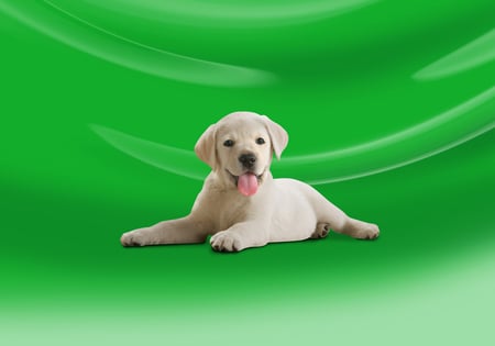 Sweet labrador on green background - labrador, puppy, dog, green, animal, pet, sweet