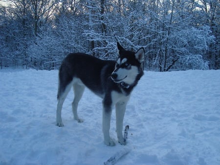 Shasta in the snow - husky, shasta, dog, snow