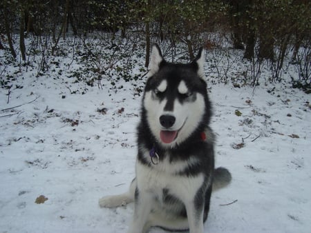 Kaya in the snow - snow, dog, park, kaya