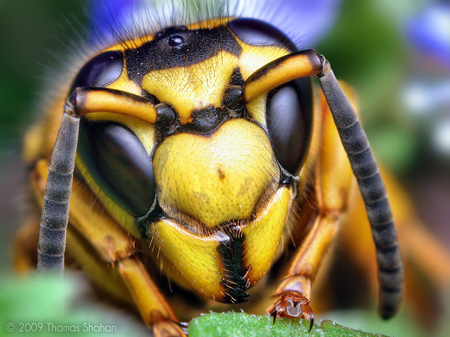 Southern Yellowjacket Queen - insect, yellowjacket, close-up, bug